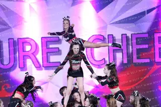 Northern Vipers Sassy Serpents