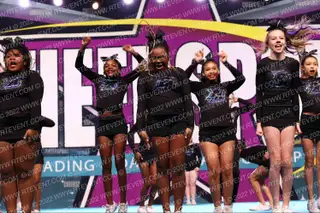 Python All Stars Royal Pythons